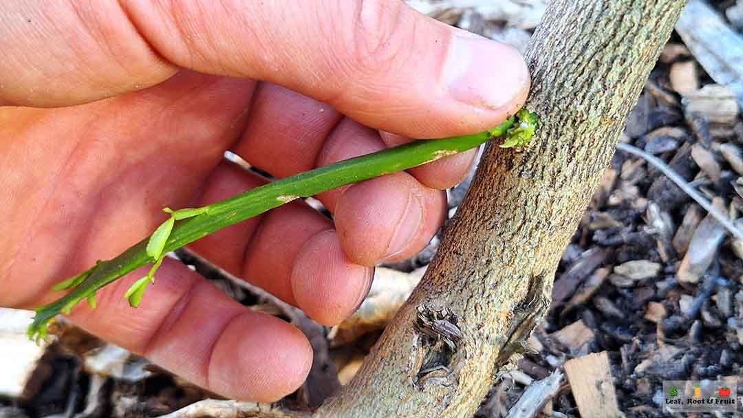 Wurzelstockentfernung