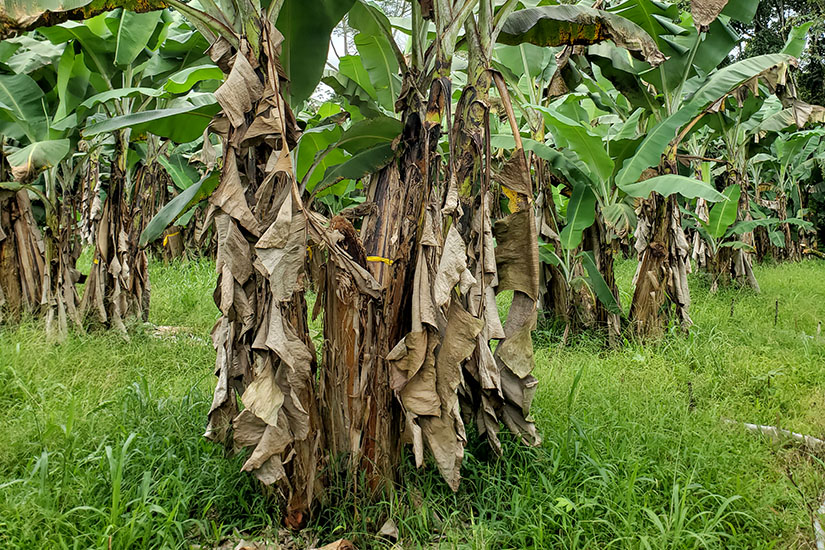 Gemeinschaftsengagement